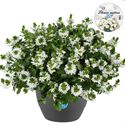 Bild von HP27 o.kl. Scaevola White